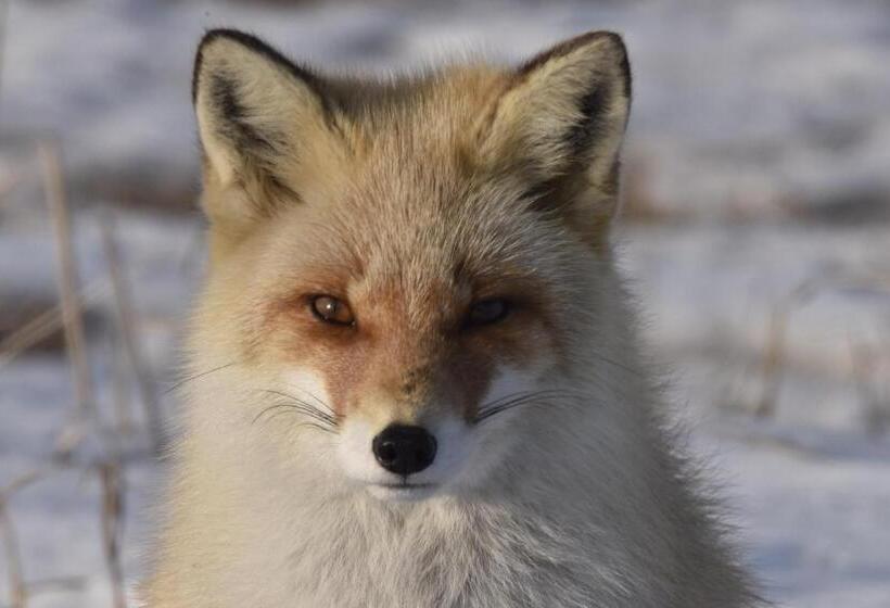 膳宿费 Shiretokoserai