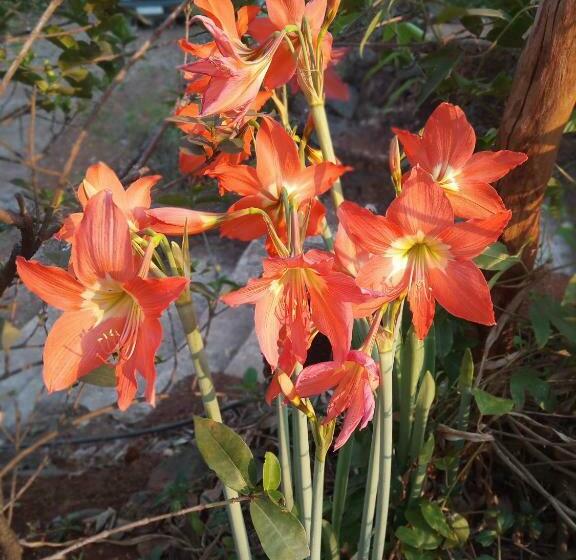 펜션 Vidya Konkan Agro Tourism