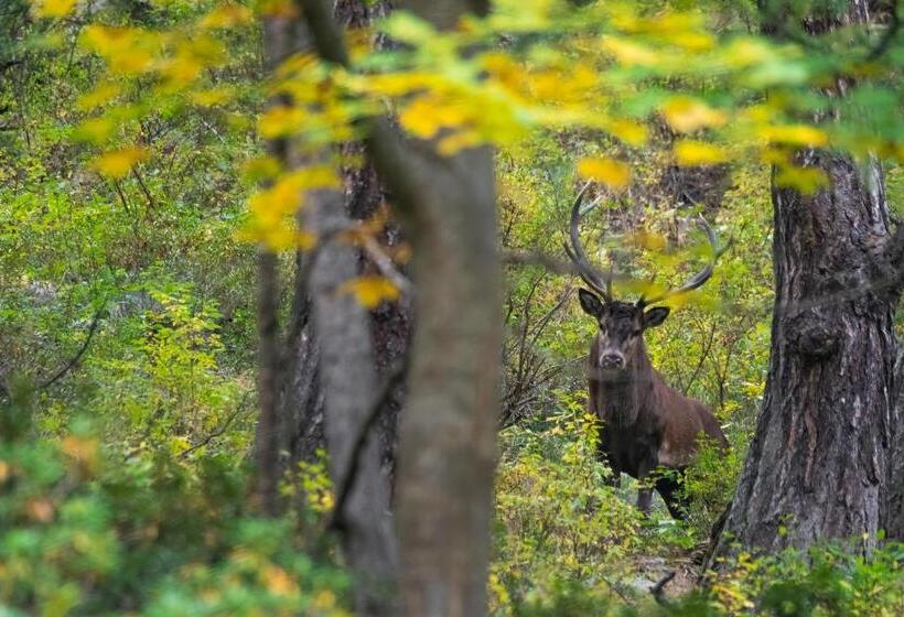 مبيت وإفطار Nuit A Pleiney