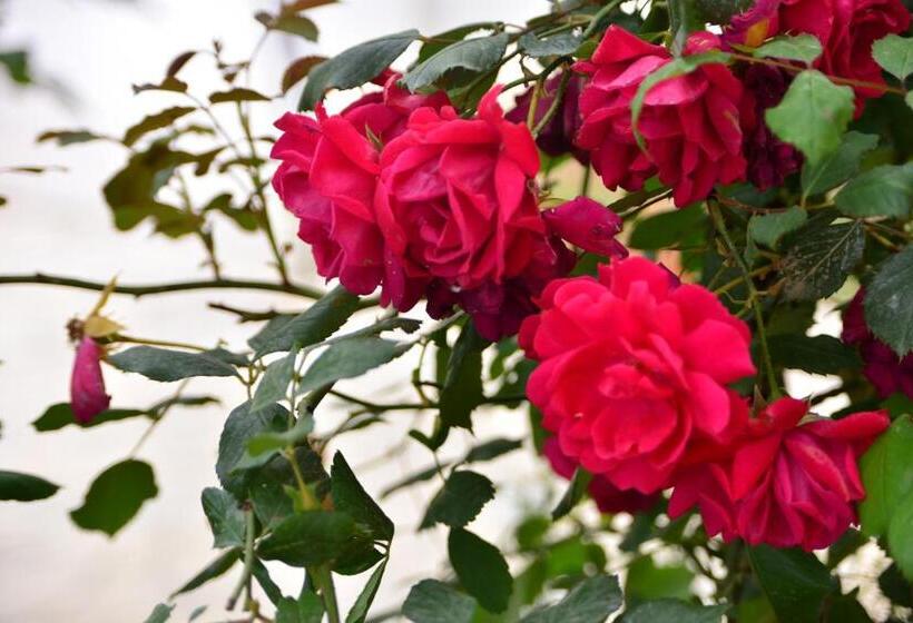 بنسيون Vila Culli