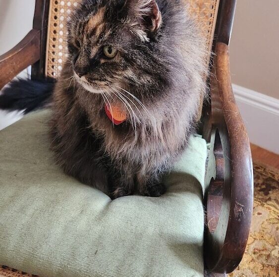 ベッドアンドブレックファースト Davis Square Inn