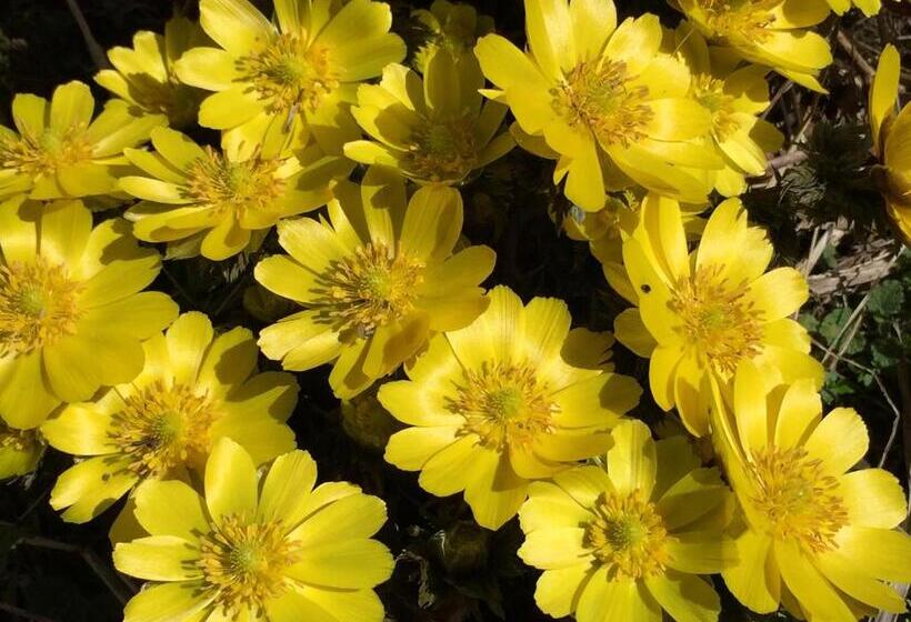 Hida Takayama Hotel Viera Resort