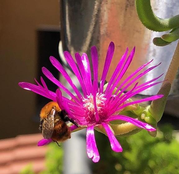 B&b Verdemare Camerota