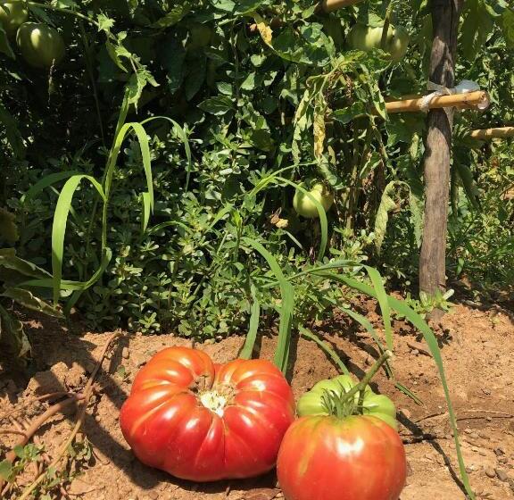 B&b Verdemare Camerota