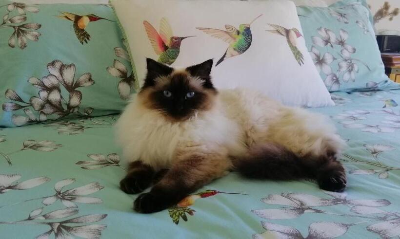 פנסיון Boutique Art Retreat