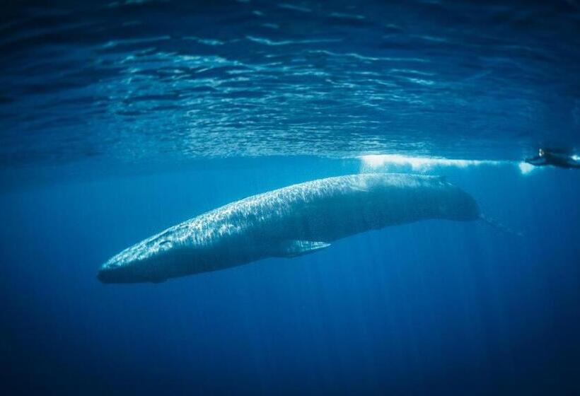 ホテル Amber House Lanka