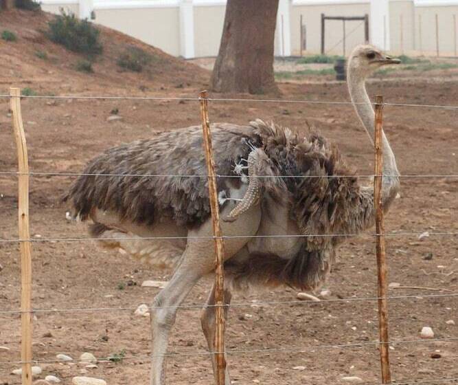 پانسیون Bakenskraal Ostrich Palace