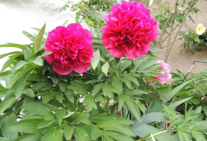 פנסיון Gästehaus Mälzerei Auf Schloss Neuburg Am Inn