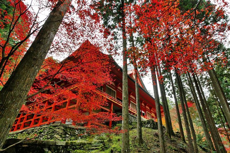 פנסיון Koke Musu Inn