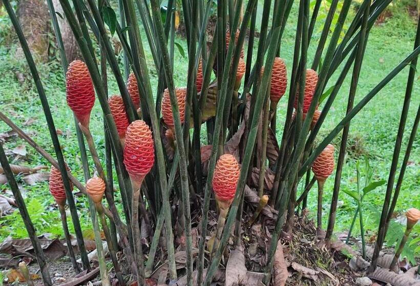 膳宿费 Villa Tucan