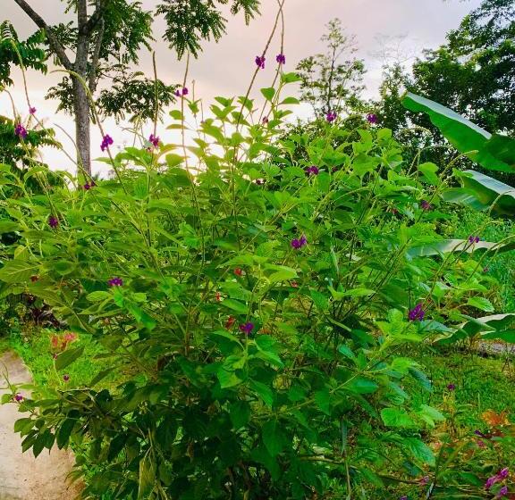 膳宿费 Villa Tucan