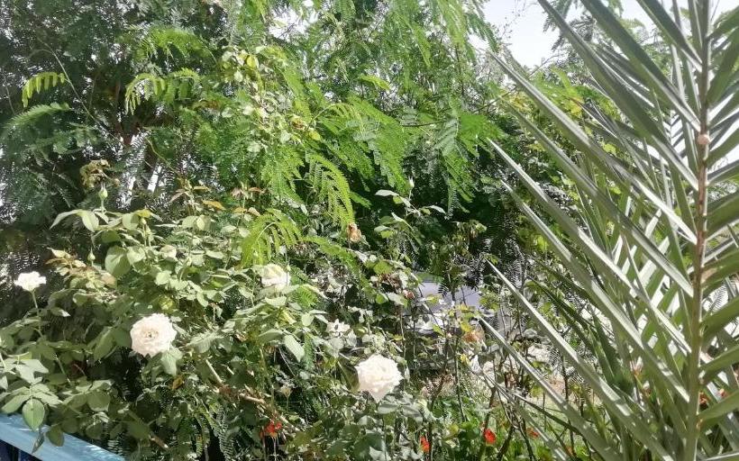 بنسيون L'hirondelle De Kelibia : Chez Amou