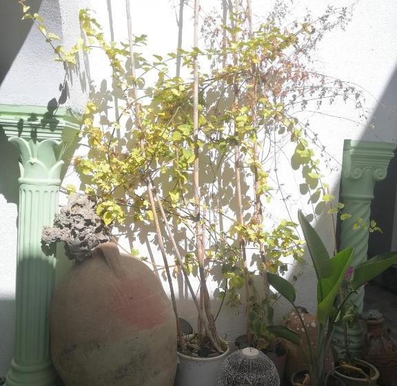 膳宿费 L'hirondelle De Kelibia : Chez Amou