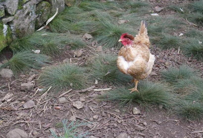 פנסיון Pousada Rural Vista Alegre