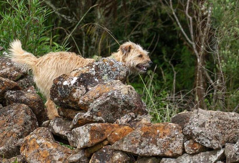 بنسيون Pousada Rural Vista Alegre