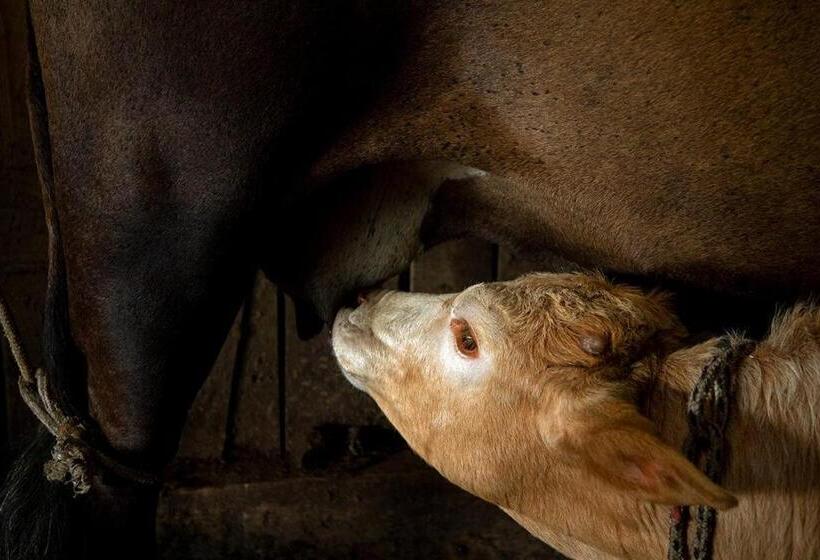 بنسيون Pousada Rural Vista Alegre