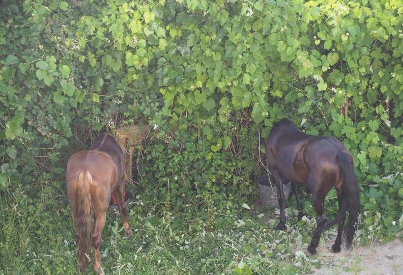 פנסיון Duerming Villa De Arzúa