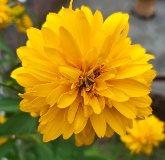 تختخواب و صبحانه Snow View Guest House