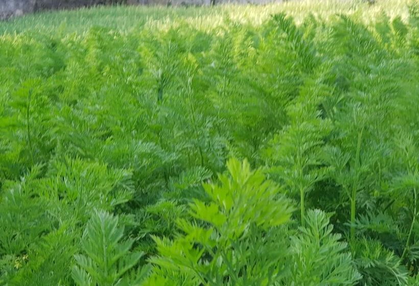 بنسيون Chandrasobana