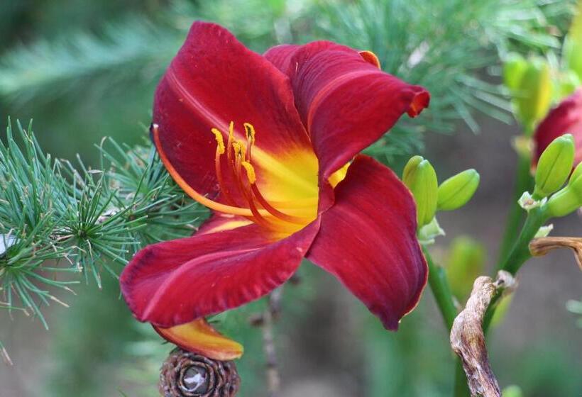 펜션 La Maison Jaune D Eastman