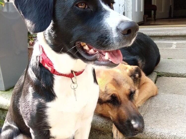 Пансион Disblair House