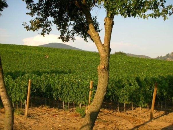 בית מלון כפרי Il Casale Degli Olivi