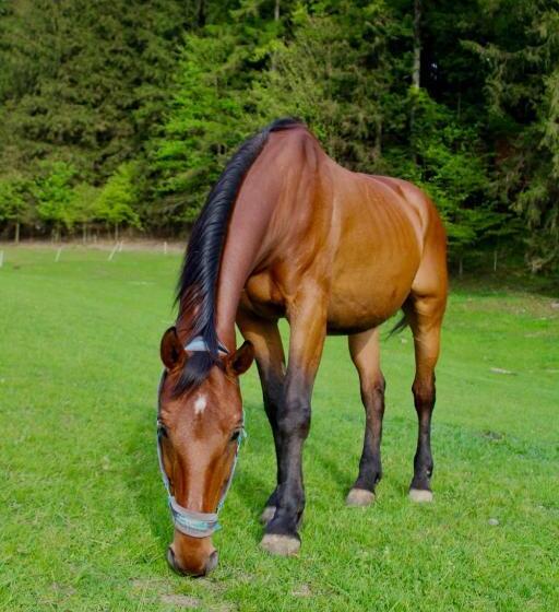 هتل Statek U Rajmunda