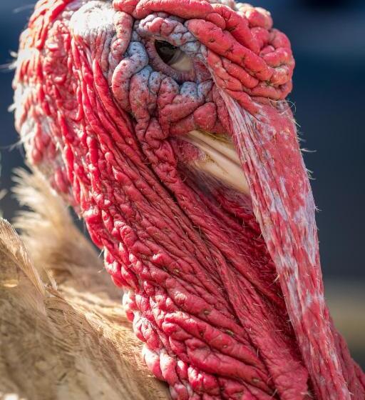 هتل Statek U Rajmunda