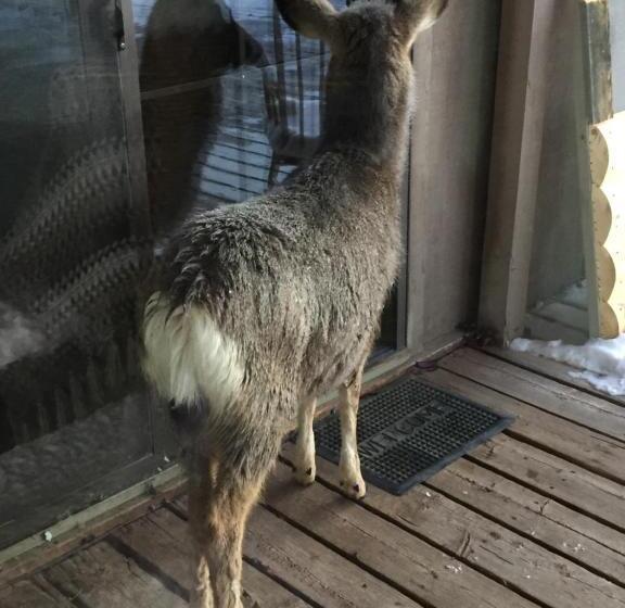 Мотель Rocky Mountain Lodge