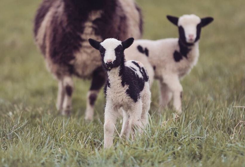 بنسيون Bank Ground Farm