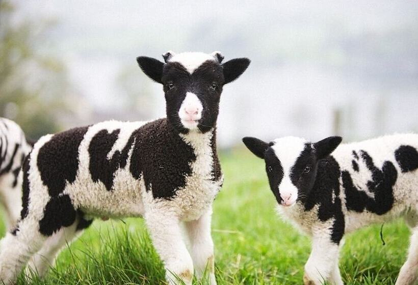 פנסיון Bank Ground Farm