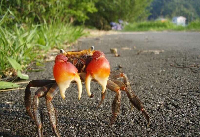 ペンション Guesthouse Sora