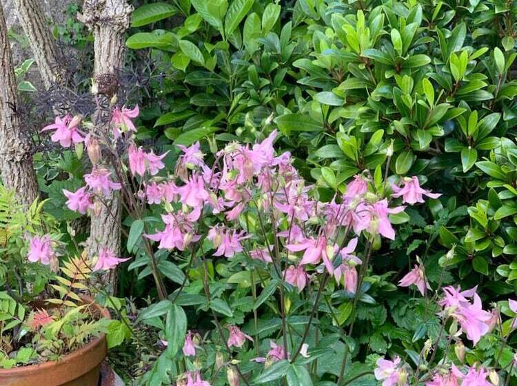 צימר Swn Yr Afon