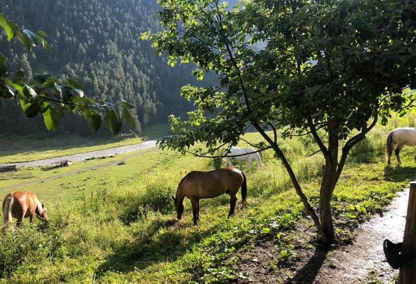 پانسیون Pirikiti