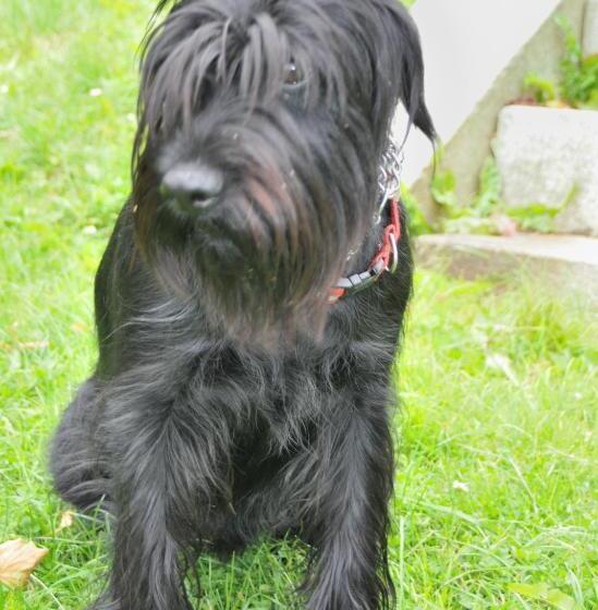 Пансион Jagdschloss Fahrenbühl Hotel Garni