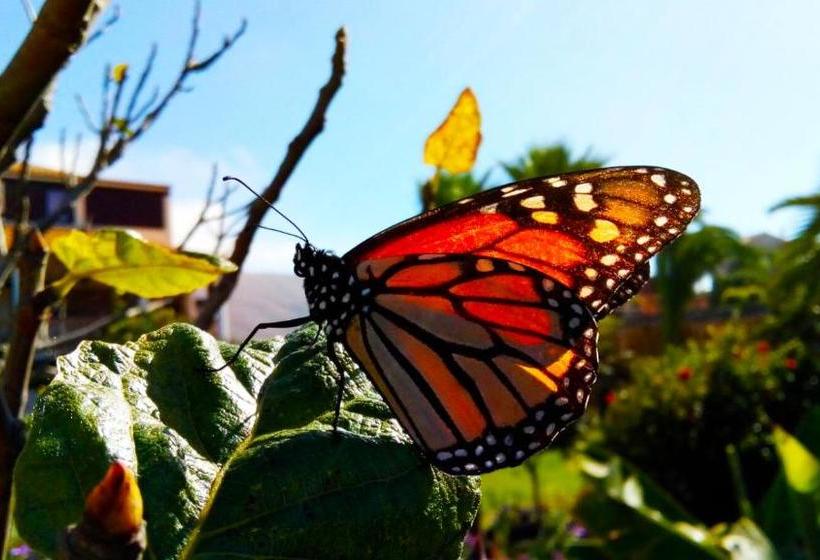 Пансион Villa Azul Fuerteventura