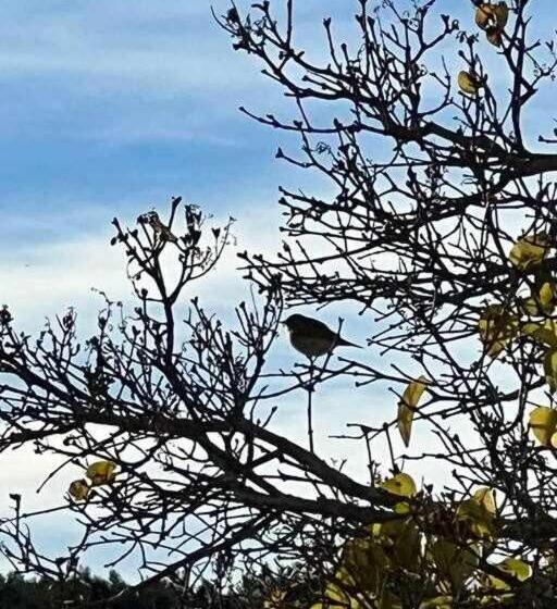 فندق El Sobrao De Gredos