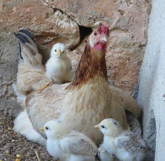 酒店 Finca Sa Cova Vella