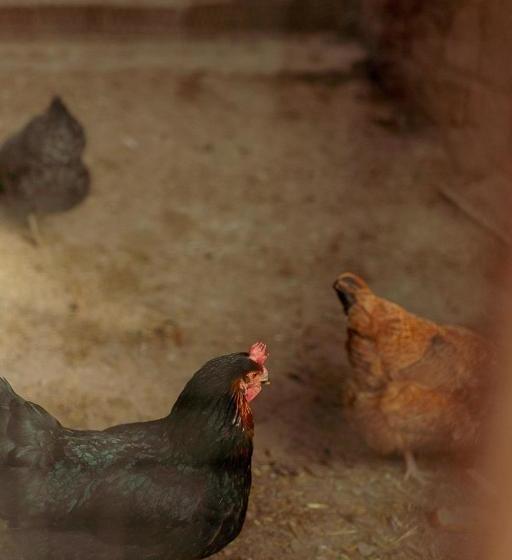 פנסיון Masia Casajoana Rural