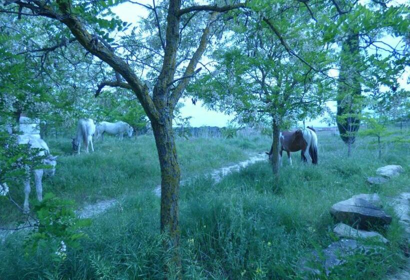 膳宿费 Campo De Reyes