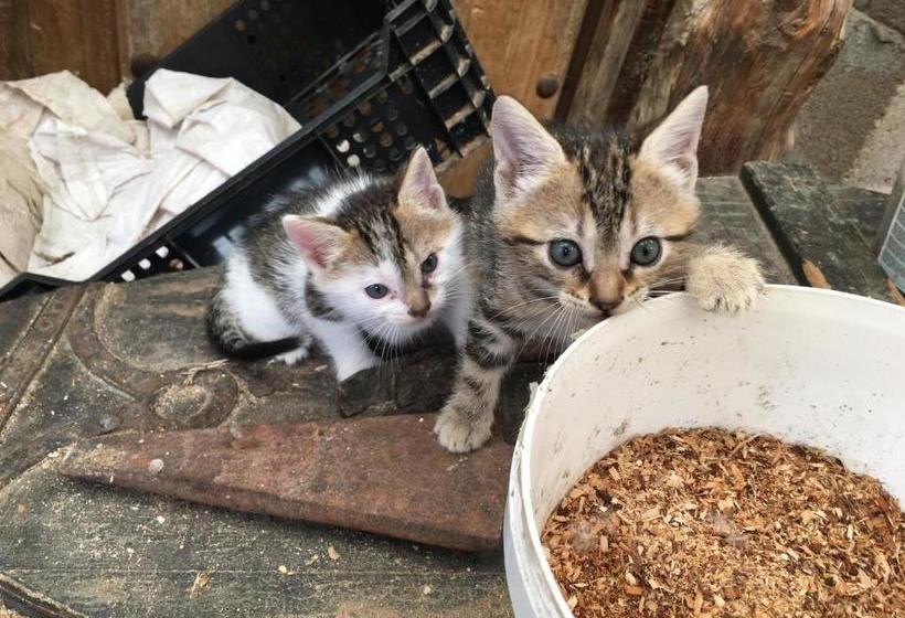 פנסיון Rural Pantano De Burgomillodo