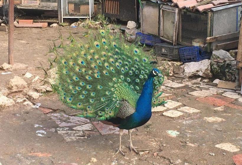 פנסיון Rural Pantano De Burgomillodo