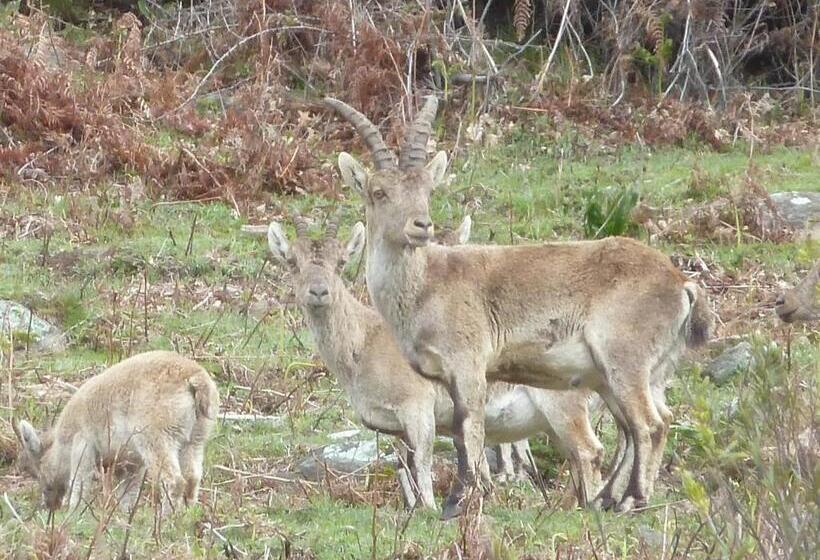 پانسیون Hostal El Cardenillo