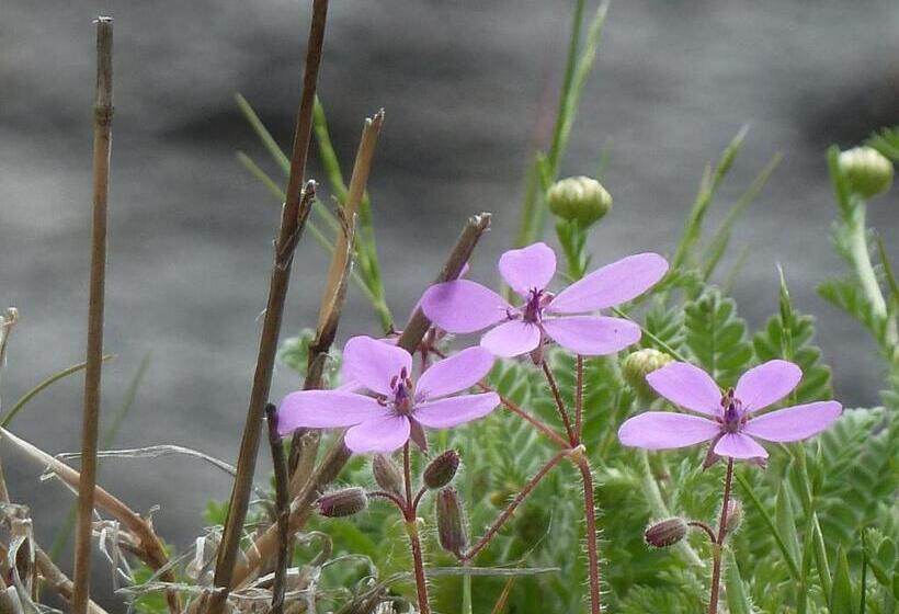 پانسیون Hostal El Cardenillo