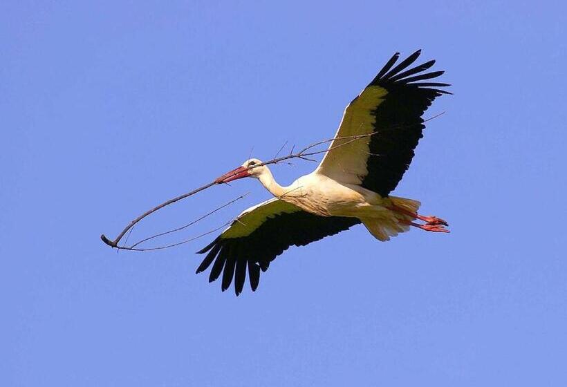 Отель Tapada Da Rabela   Reserva Natural