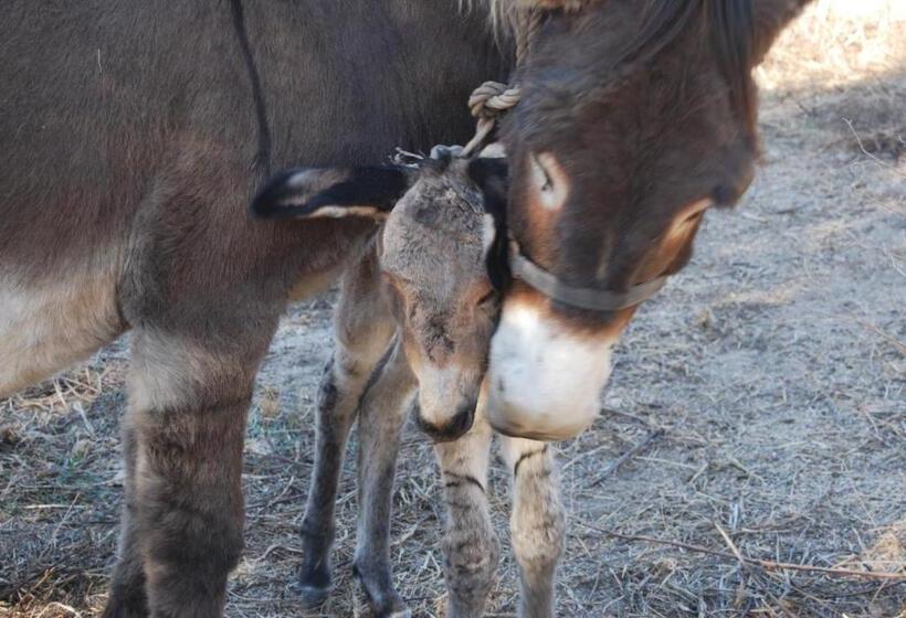 Отель Tapada Da Rabela   Reserva Natural