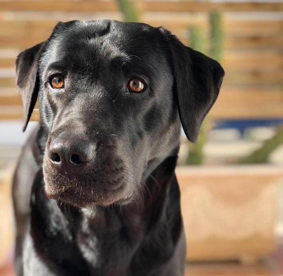 פנסיון Aloha Burgau Guesthouse