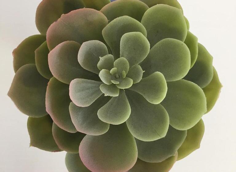 פנסיון Ponte Romana