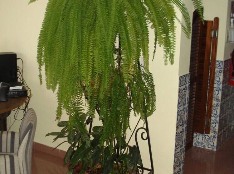 بنسيون Residencial Santo António