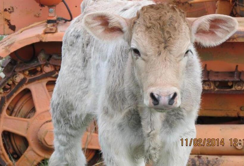 호텔 Agriturismo Olivastrella